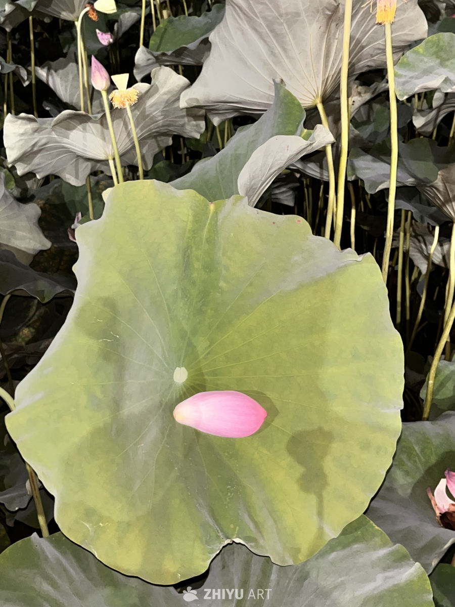 静谧的莲叶与花苞