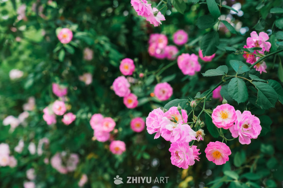 春末的蔷薇花 11