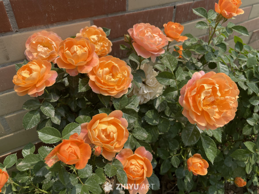 春季花卉 27