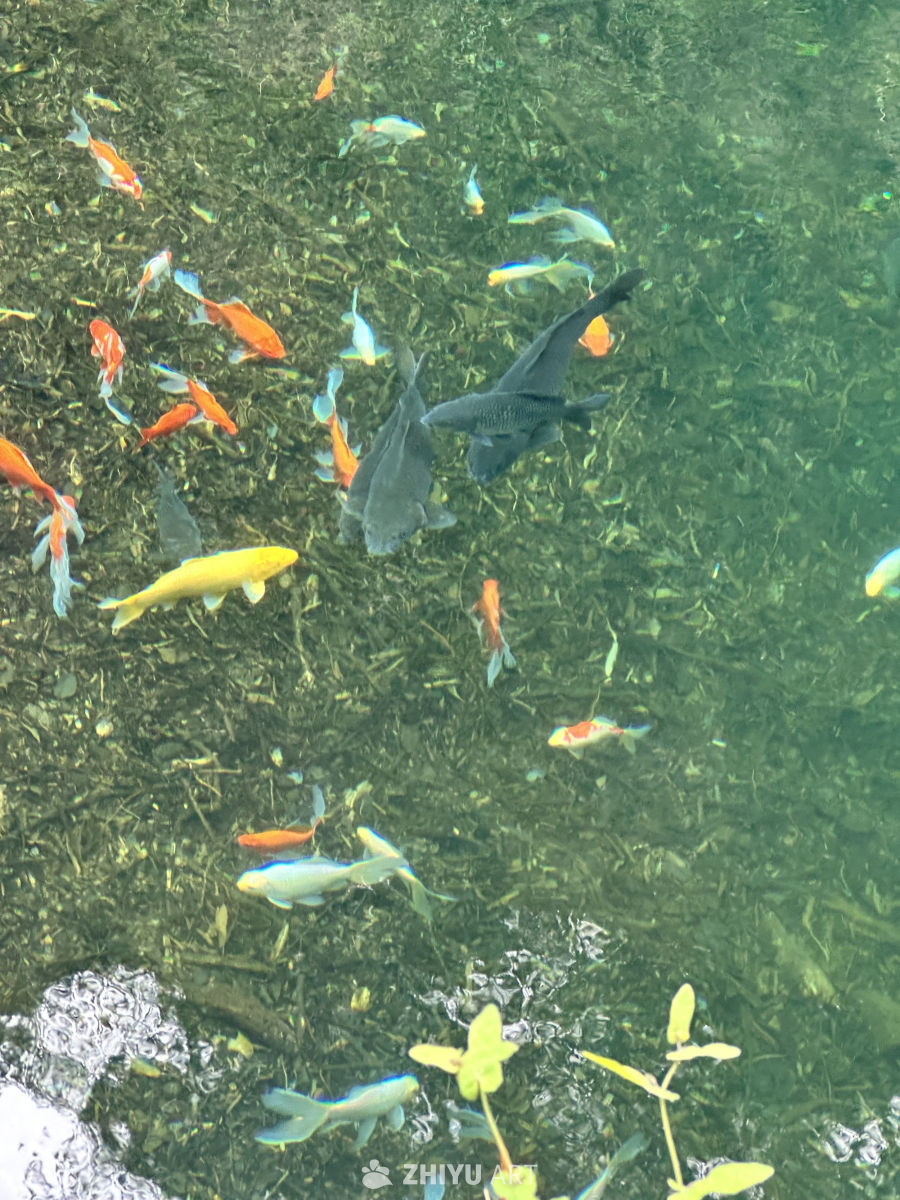 桐庐大奇山森林公园 3