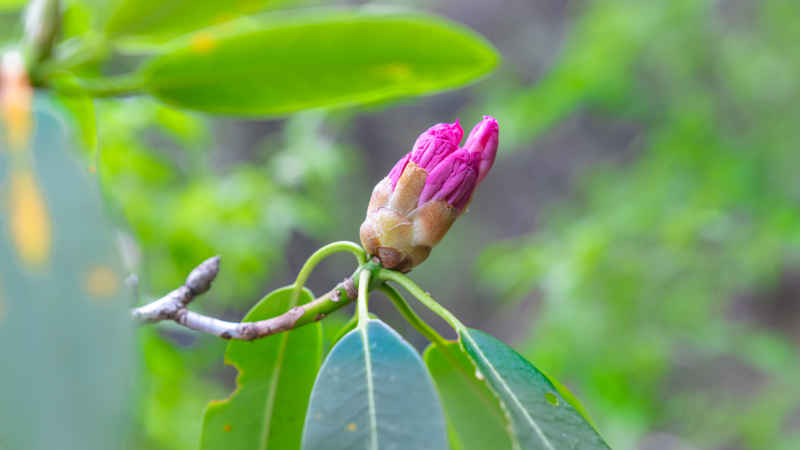 杜鹃花 18