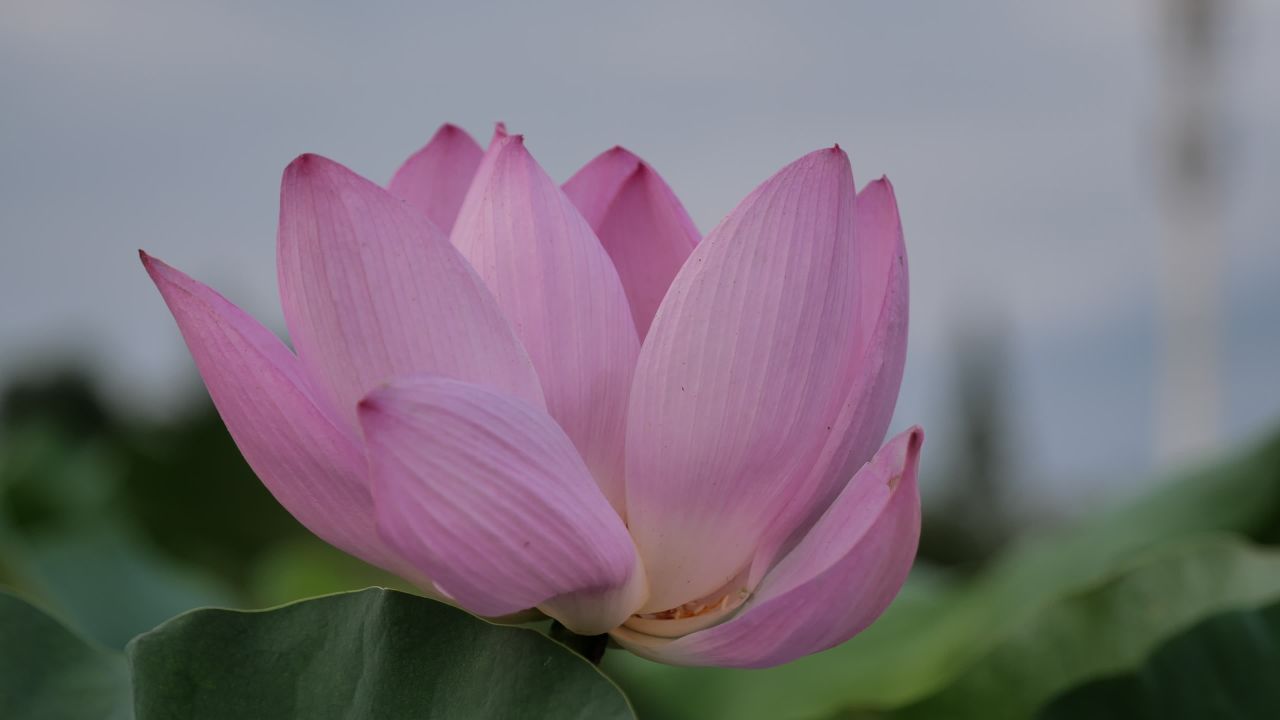 荷花 36