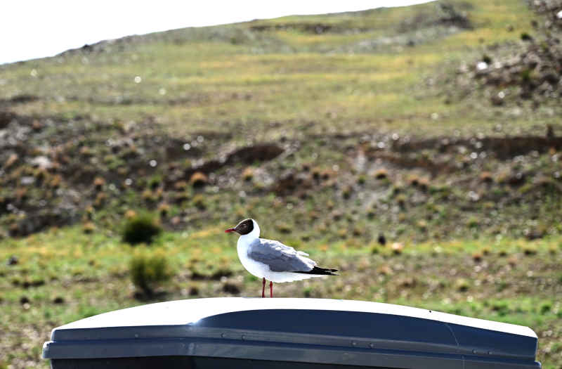 西藏车顶上站立的一只黑面海鸥