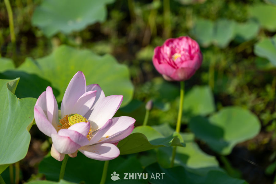 荷花 147