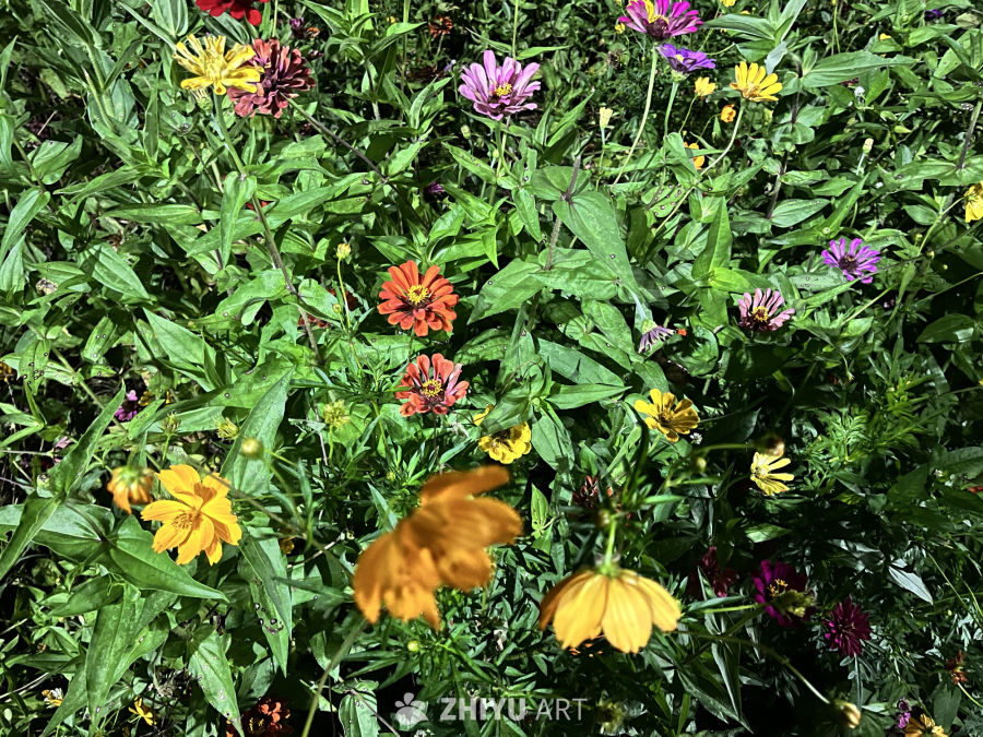 五彩斑斓的花海
