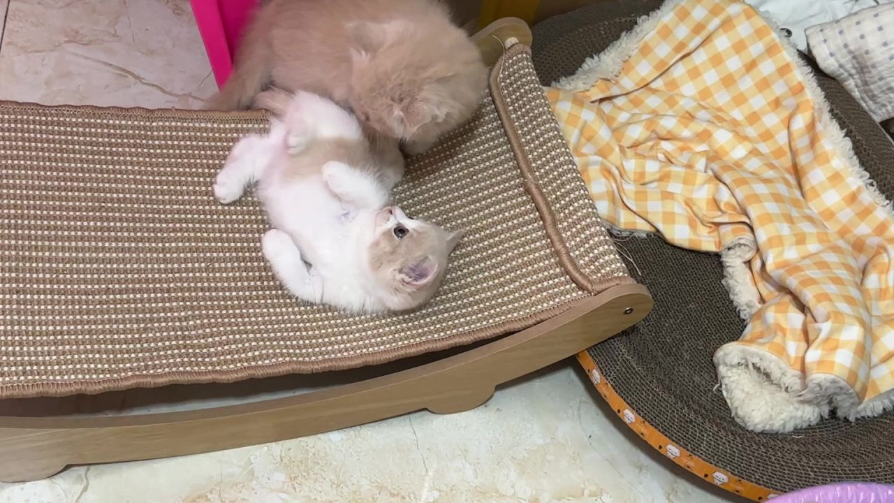 大部分时候猫咪对人好，但是对同类并不友好 1