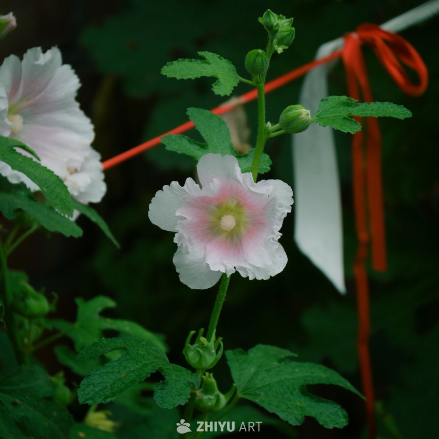 粉白相间的花与绿叶