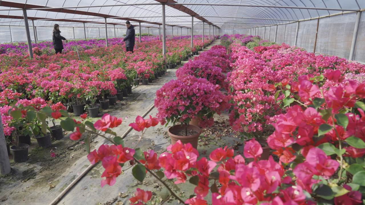 年宵花 10