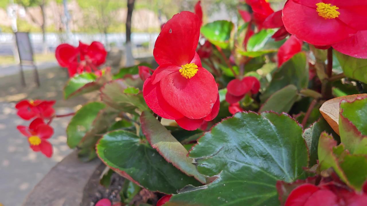 4K公园花坛四季海棠2