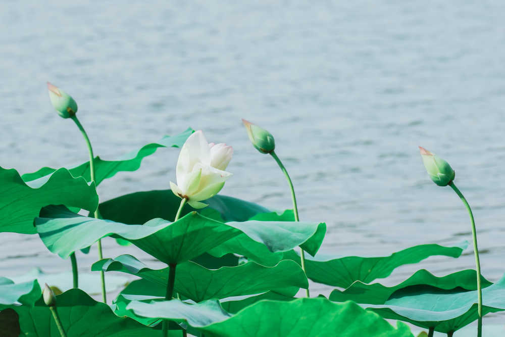 夏荷