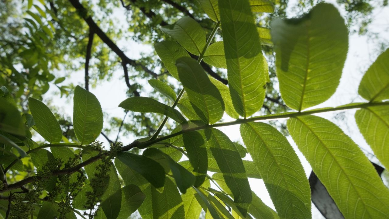 植物树木春天夏天绿油油生机盎然