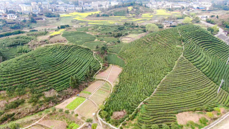 茶叶 茶园 种植 基地 航拍
