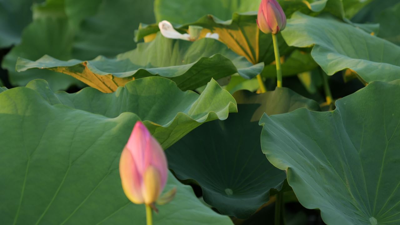 荷花 15