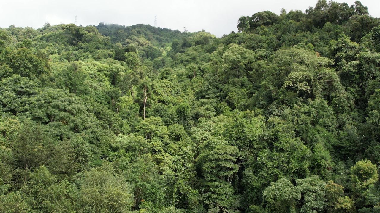 茂密的森林热带丛林