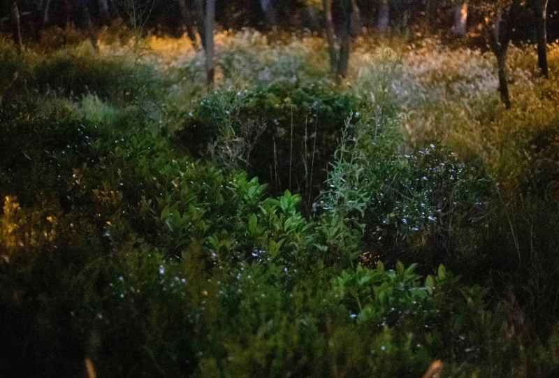 夜晚神秘感的草丛