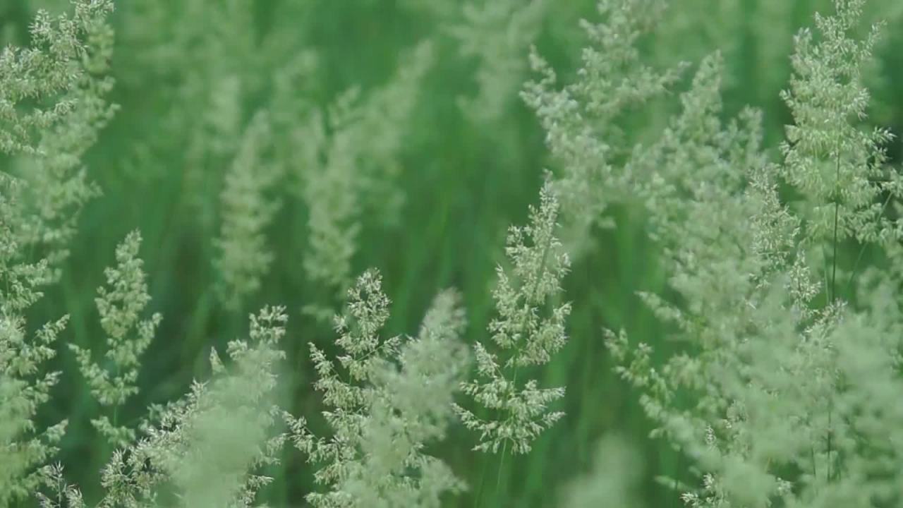绿意盎然的植物