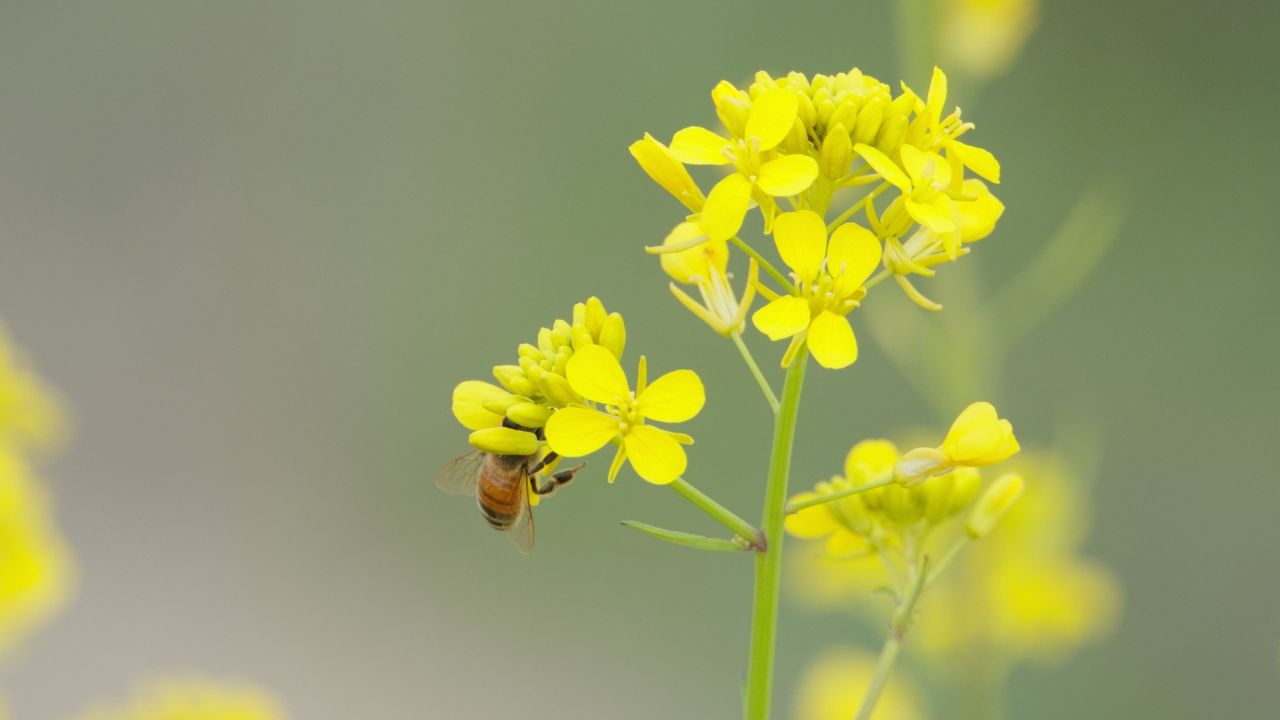 油菜花蜜蜂采蜜特写微距4K实拍