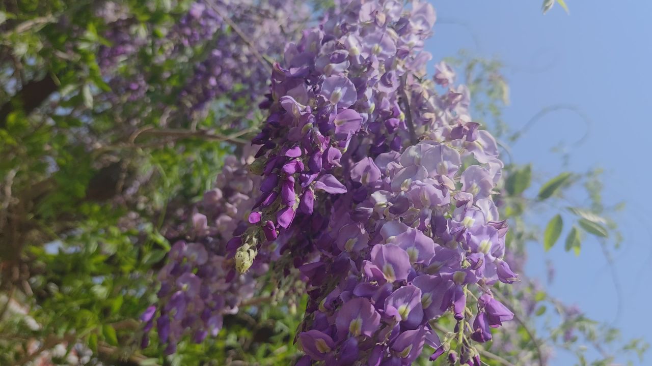 春天 花已开 32