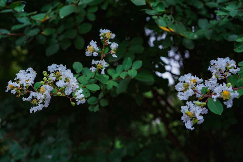 紫薇花 35