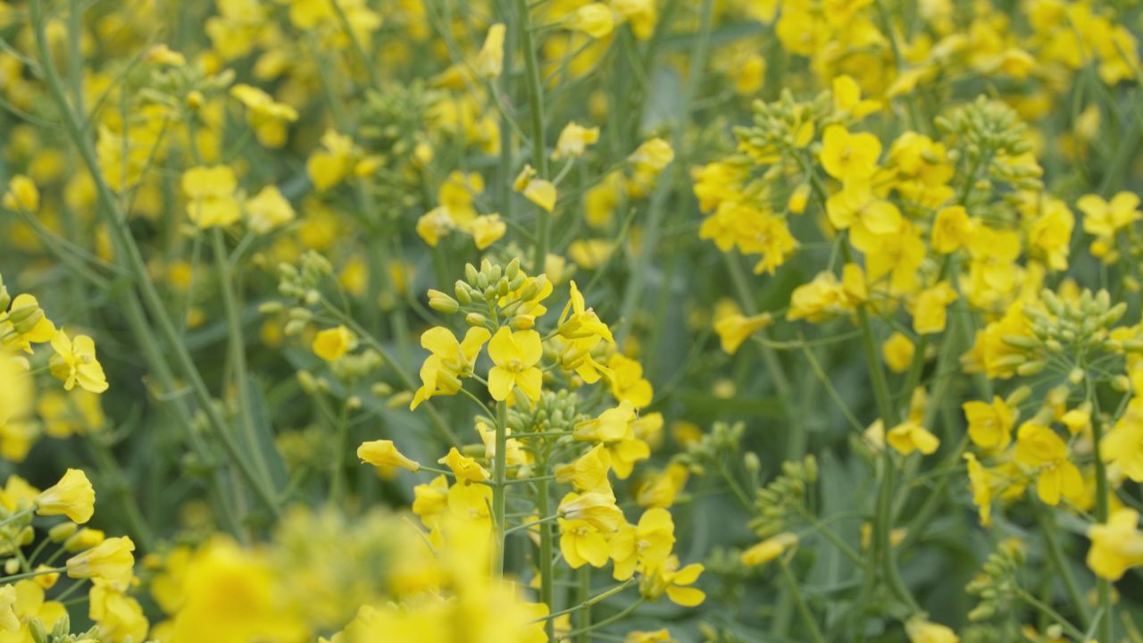 春天农村油菜花海蜜蜂采蜜 32