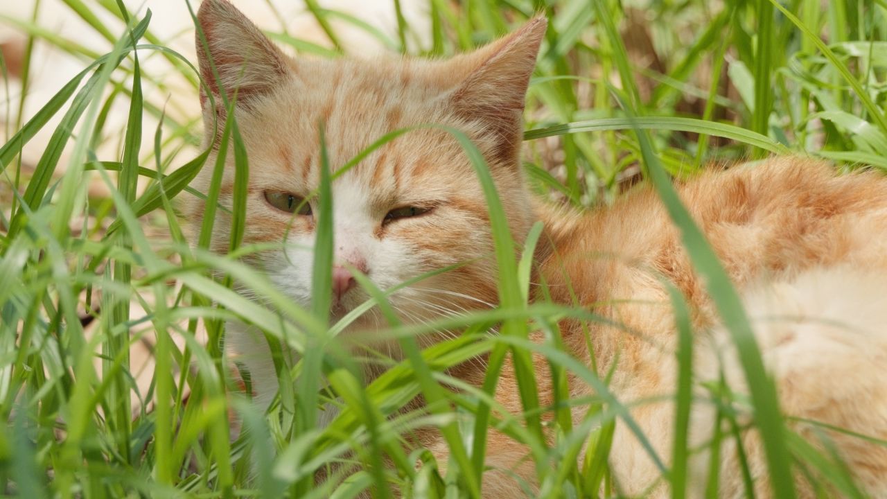 春天公园里可爱的猫咪流浪猫 14