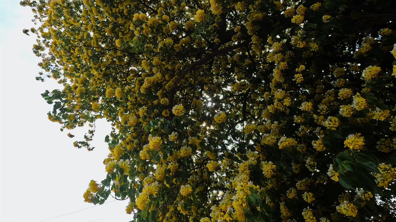 空镜满树黄花开