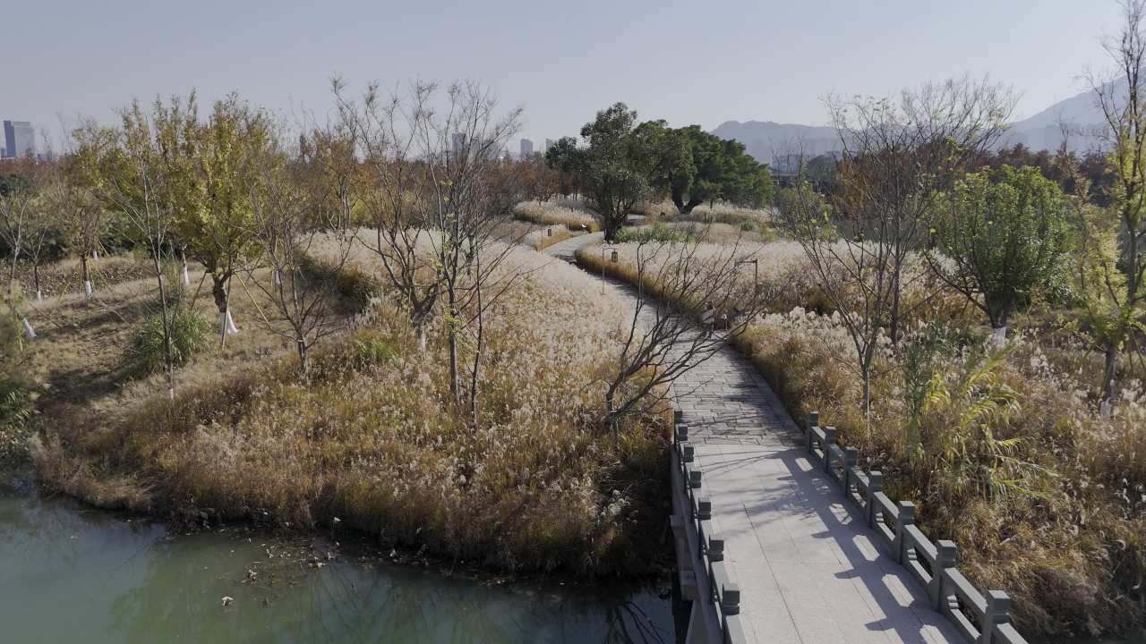 湿地红杉 16