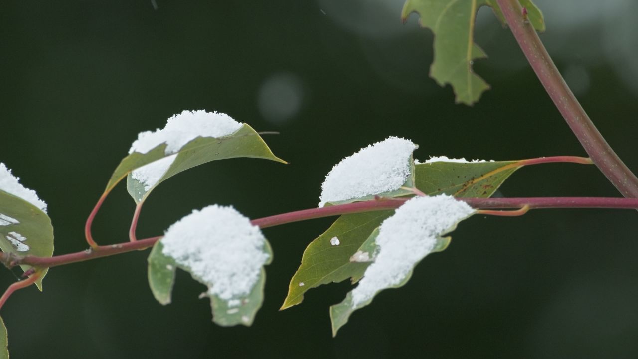 下雪升格慢镜头4K实拍空镜