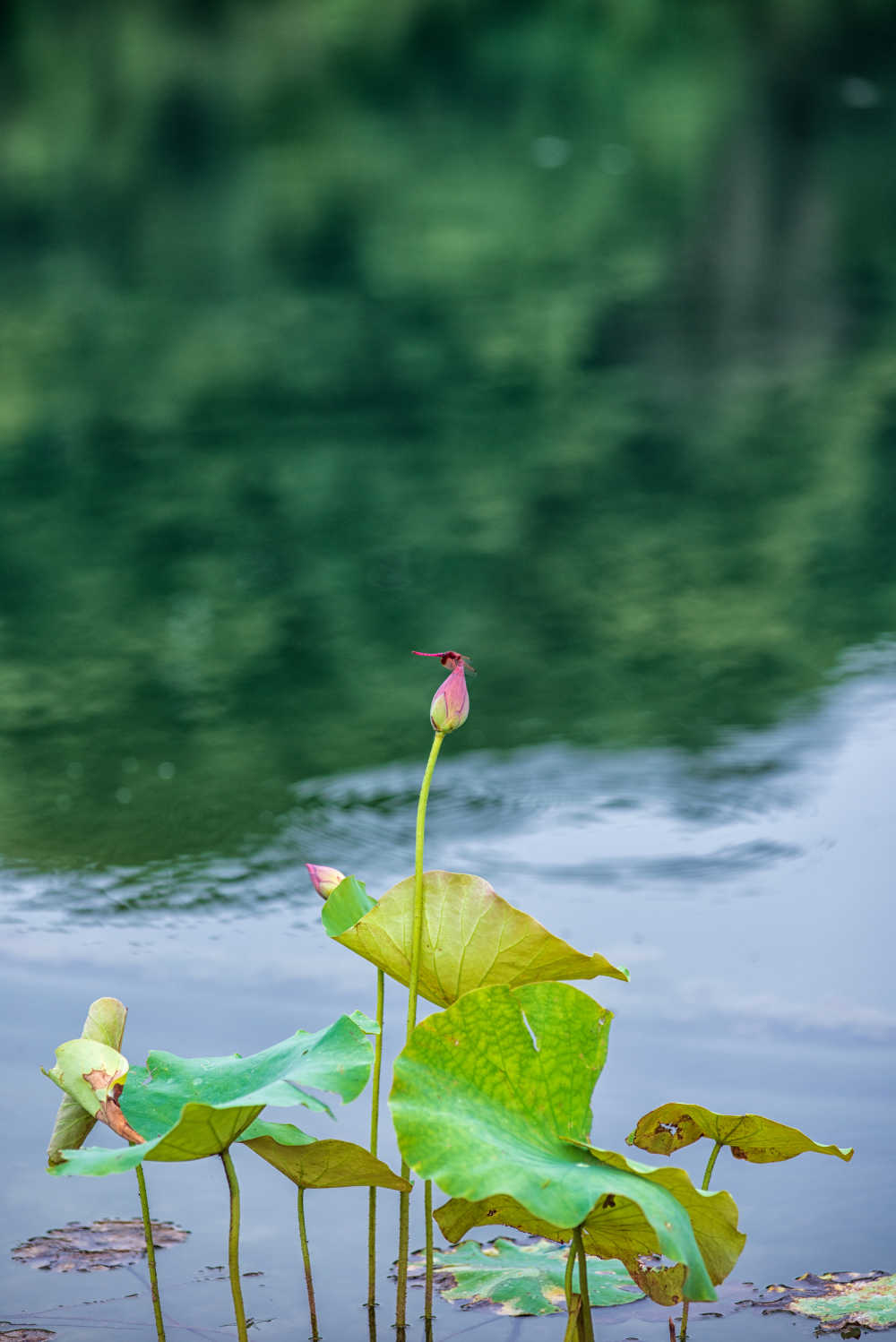 荷花