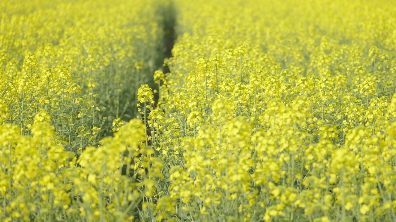 春天农村油菜花海蜜蜂采蜜 49
