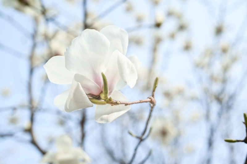 满眼映花