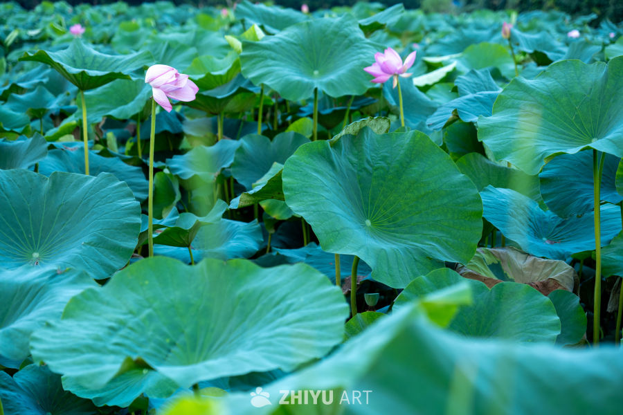 荷花 15