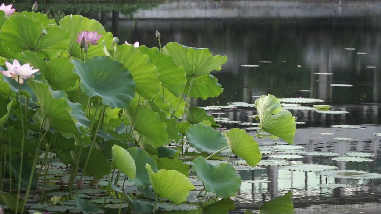 泮塘荷花