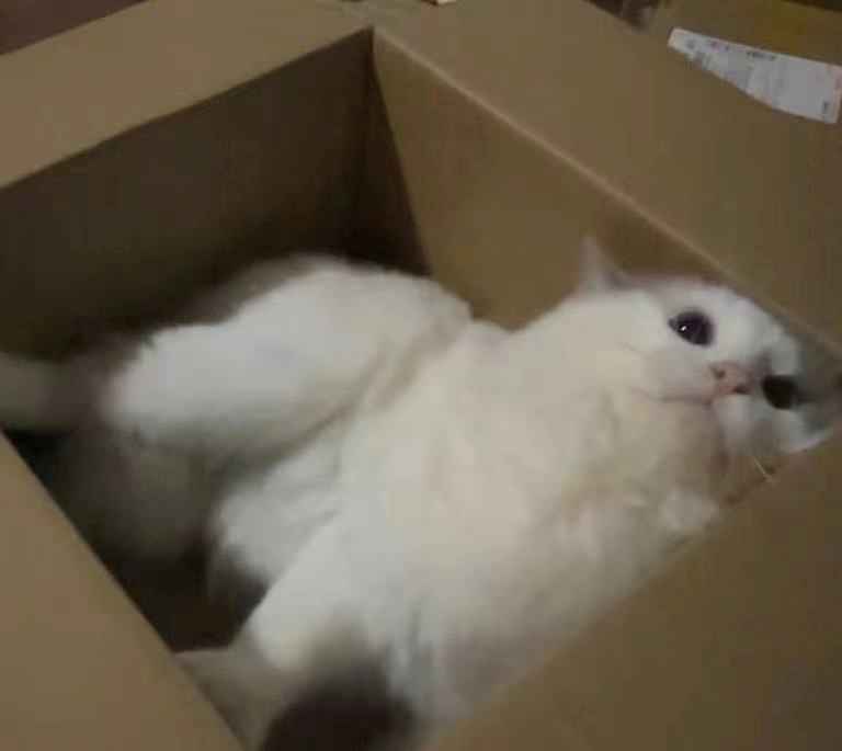 可爱的猫猫，谁能抗拒呢 3