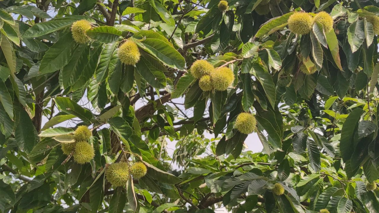 秋天果实板栗植物实拍 