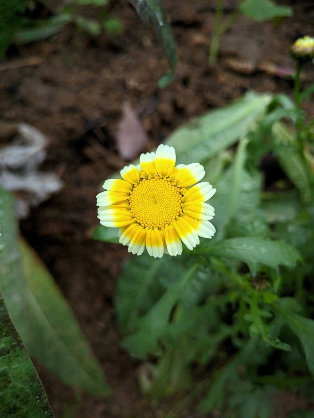 小花