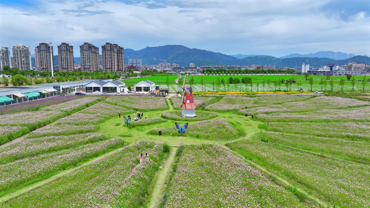格桑花海