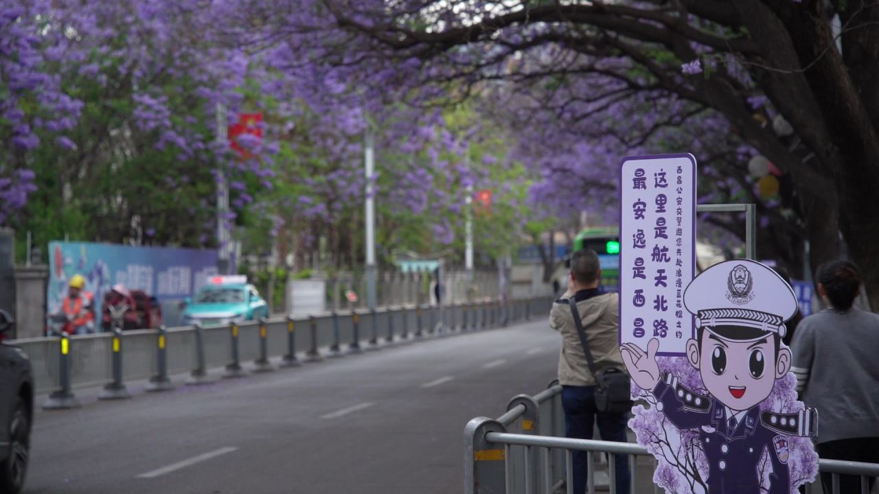 凉山州西昌市航天路蓝花楹