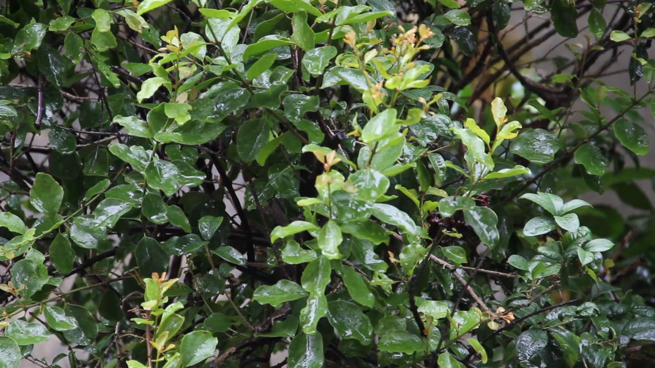 大雨中的桑寄生
