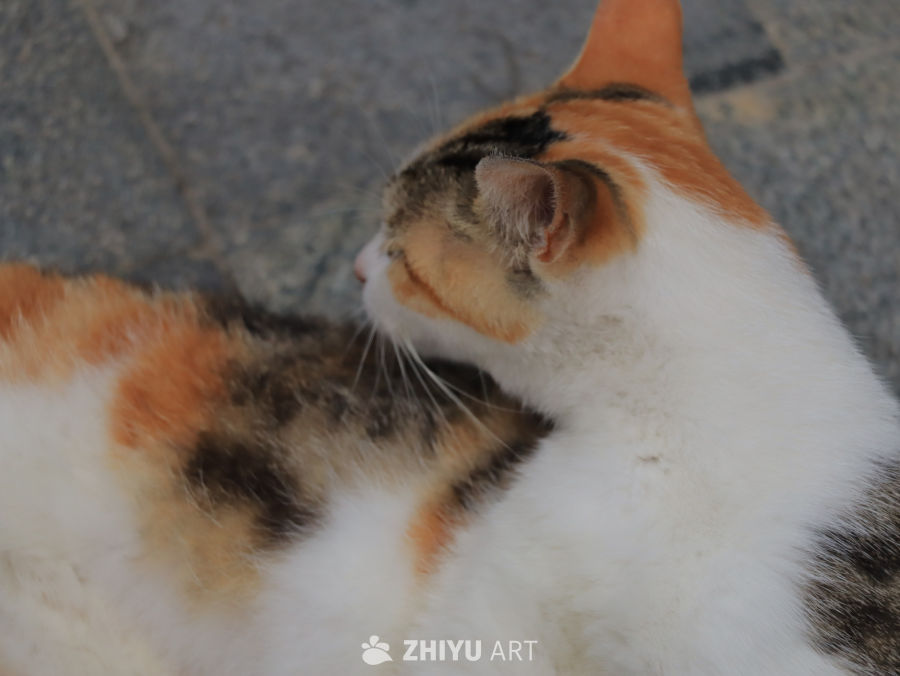 三色猫的侧脸特写