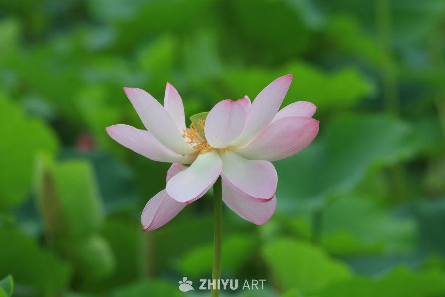 荷花 29