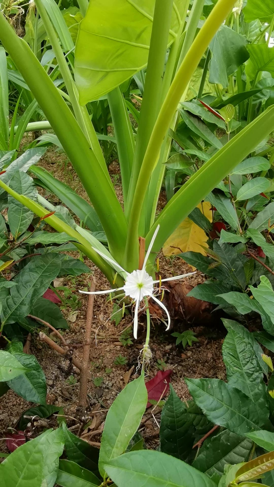 阳光下的花
