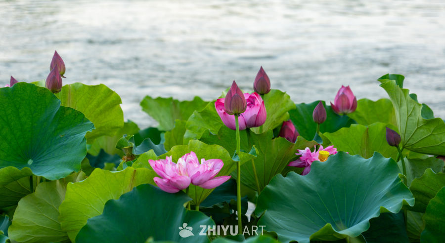 古楼荷花 7
