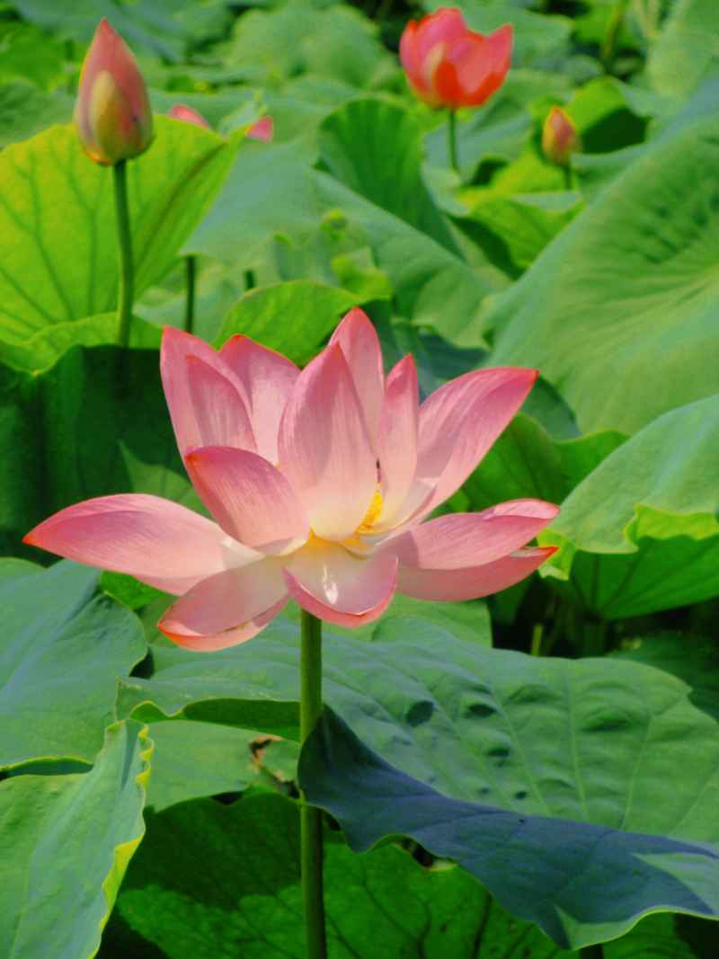 “水中君子”——荷花 11