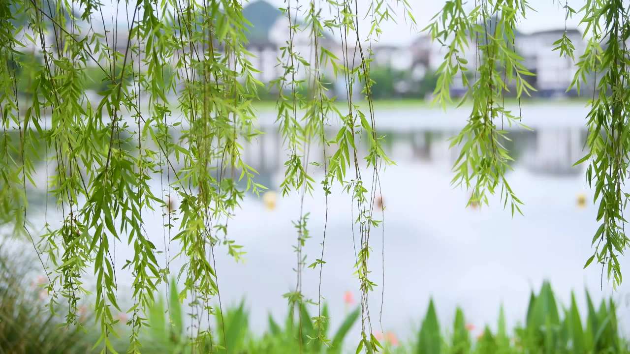 4K柳枝摆动  柳枝柳条 杨柳古建筑