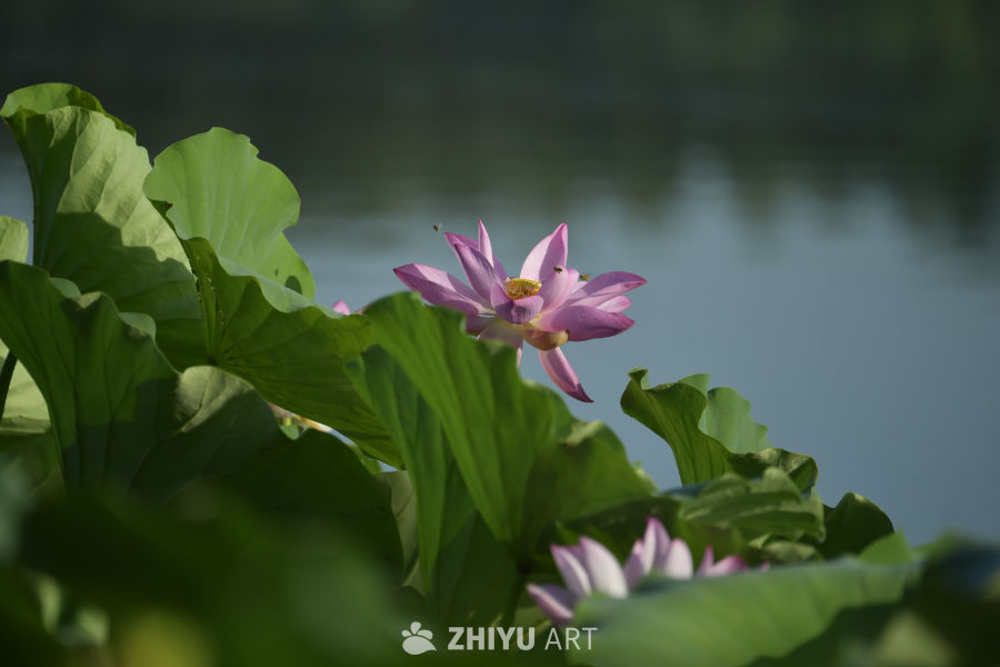 静谧的荷花