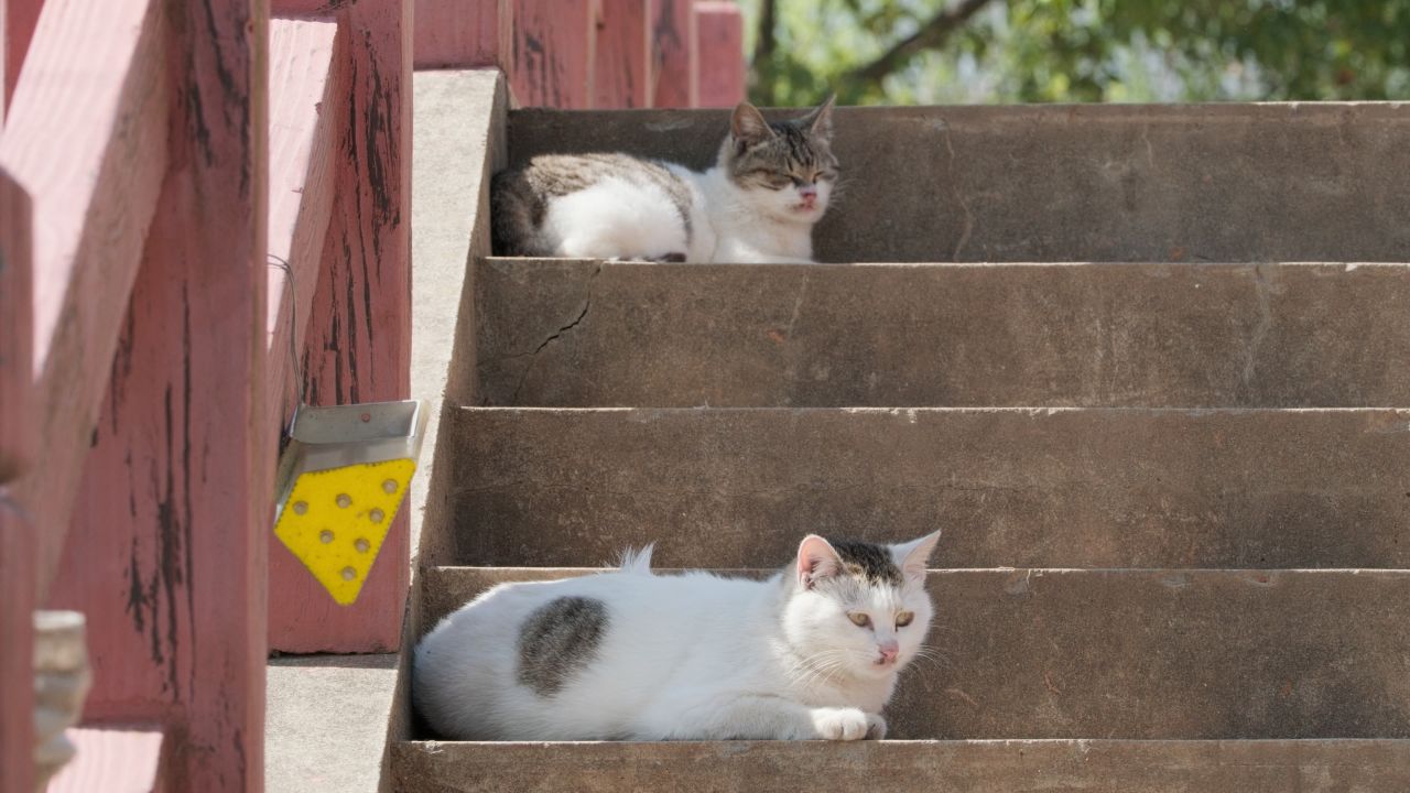 两只小猫咪4K实拍