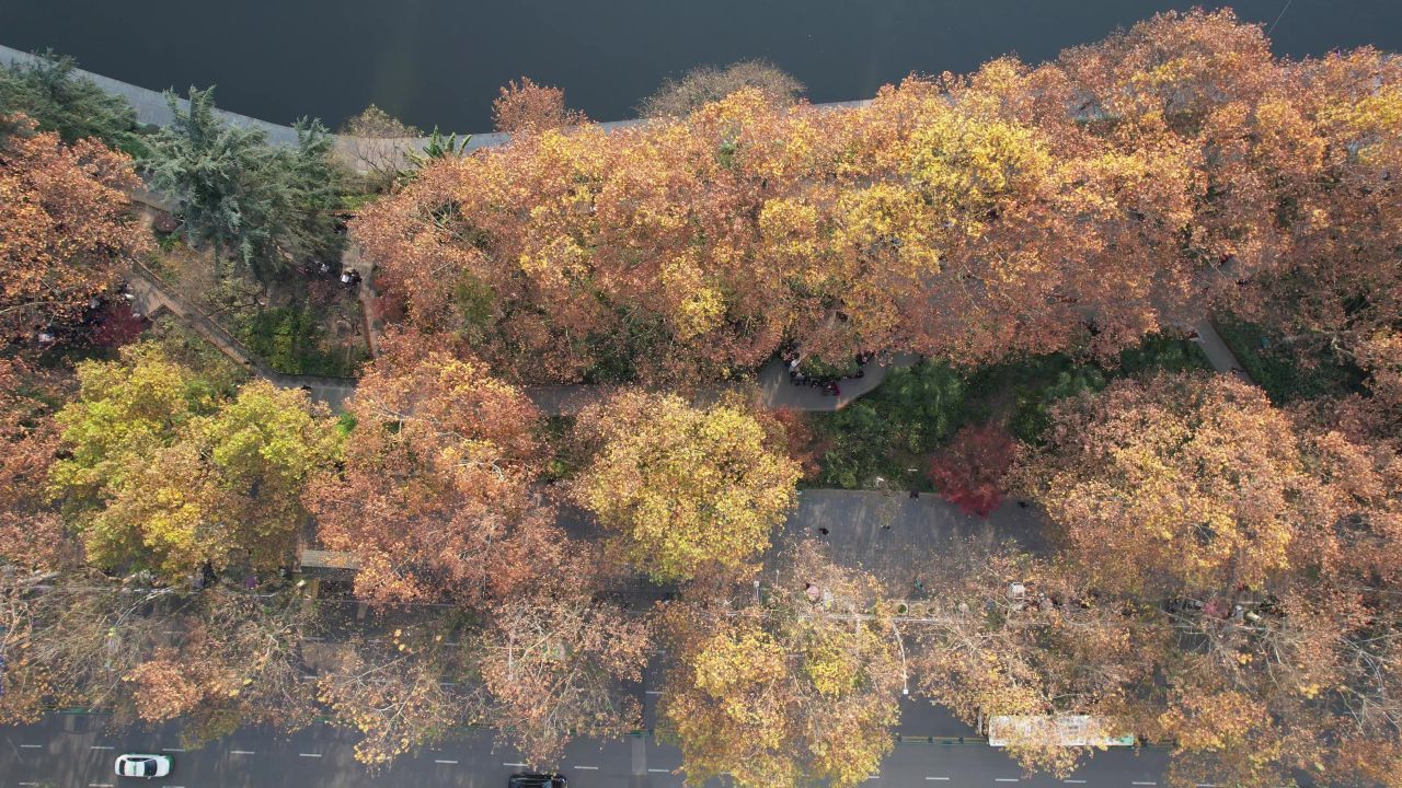 秋天枯黄树枝树叶植物森林城市秋天航拍 