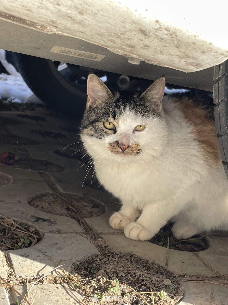 雪天的流浪猫 6