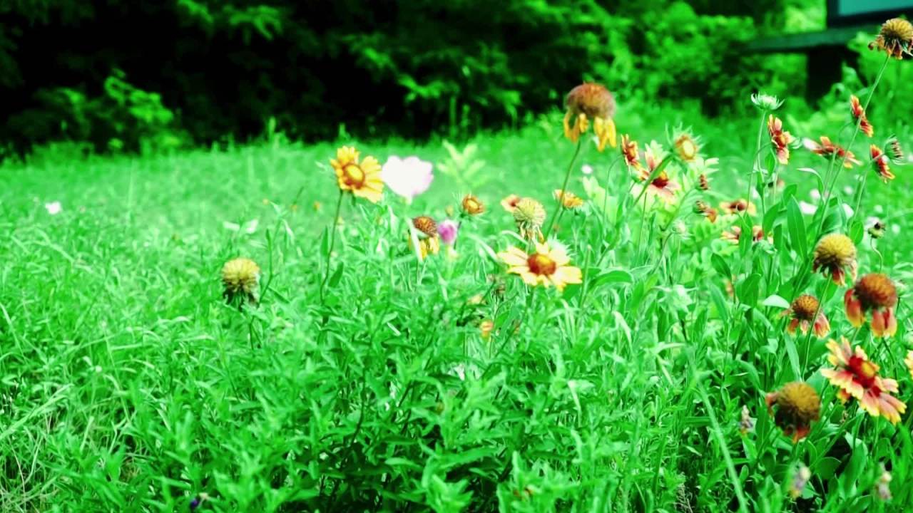 花草 向阳花 绿地 草地